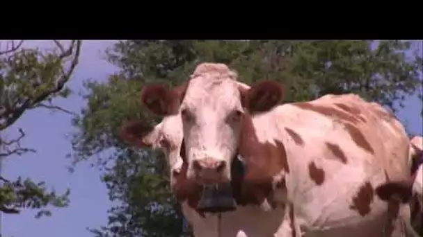 Dans l'Aveyron, les anciens haras de Rodez accueillent tout l'été un marché de producteurs