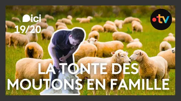 La tonte des moutons, un métier passion et familiale