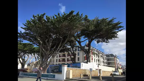 Pléneuf-Val-André : chantier suspendu pour sauver des arbres centenaires