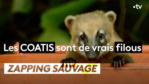 Les coatis sont de vrais filous - ZAPPING SAUVAGE