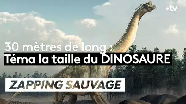 Téma la taille du dinosaure ! - ZAPPING SAUVAGE
