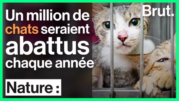 Un million de chats seraient abattus et mangés chaque année au Vietnam