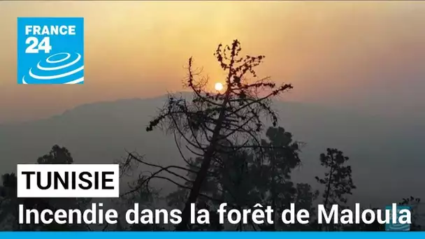 Incendie en Tunisie : huit hectares de végétation détruits à la frontière algérienne