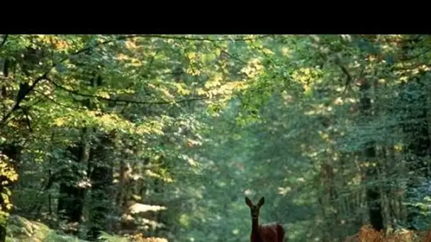 A la découverte de la Forêt - Documentaire francais sur la Nature