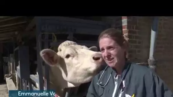 Des aimants pour soigner les vaches, une pratique courante en Normandie