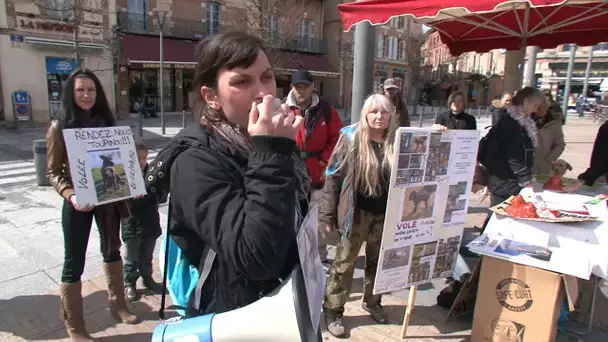 Le voleur de chiens en série a encore frappé