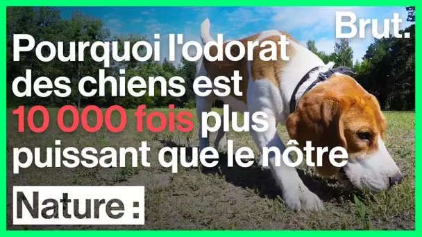 Comment les chiens sentent-ils ?