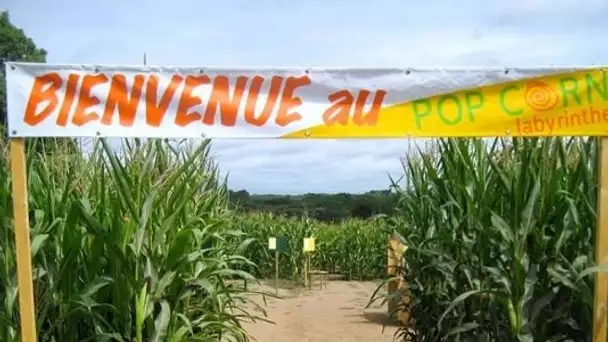 Pop-corn labyrinthe : ce labyrinthe de maïs géant à essayer absolument !