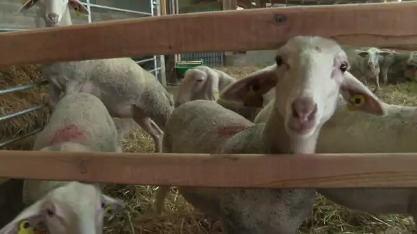 Itinéraire bis à Sèvres-Anxaumont dans la Vienne