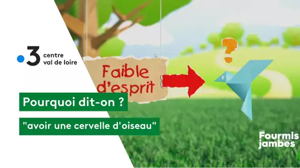 Pourquoi dit-on : avoir une cervelle d'oiseau !