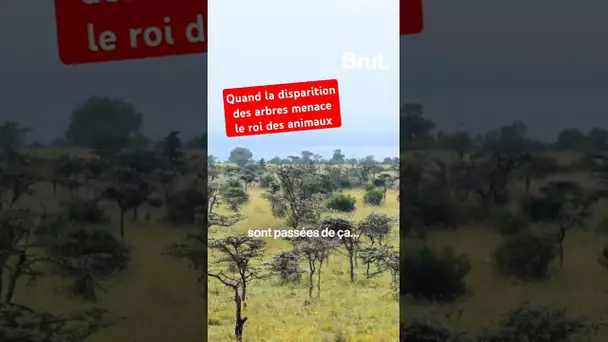 Quand la disparition des arbres menace le roi des animaux
