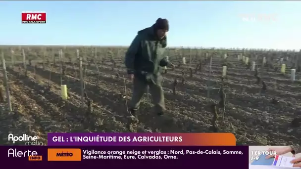 Gel : l'inquiétude des agriculteurs
