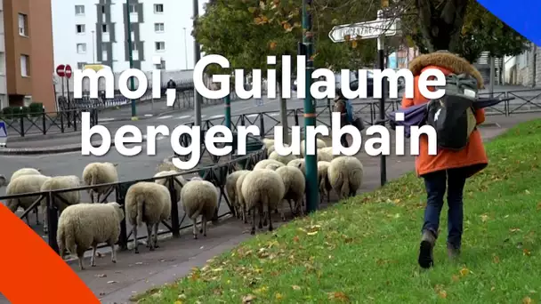 Guillaume, berger urbain, organise des transhumances de moutons en banlieue