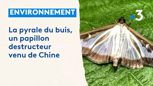 La pyrale du Buis, ce papillon venu de Chine dont la chenille ravage les jardins et les forêts