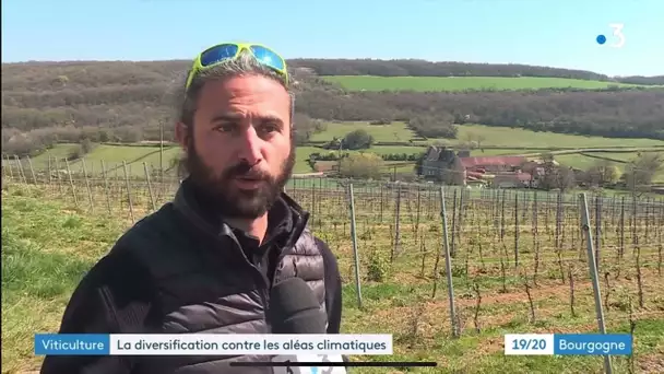 Viticulture : la diversification contre les aléas climatiques