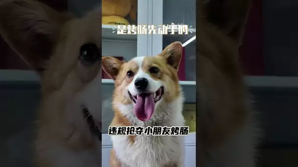 Fuzai, le premier Corgi de la police chinoise