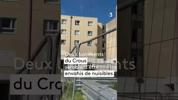 Des cafards dans une cité-U