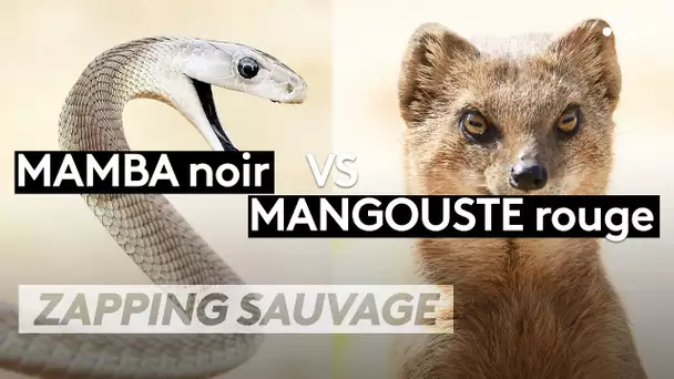 Mamba noir VS -Mangouste rouge - ZAPPING SAUVAGE