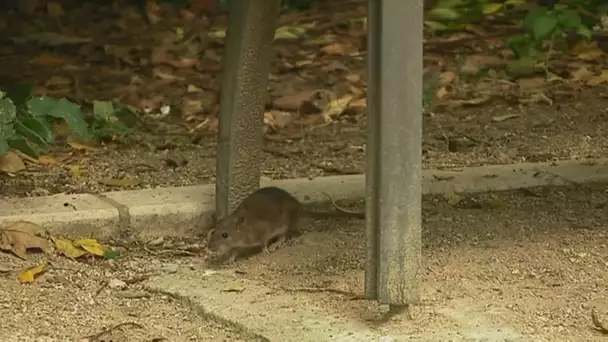 A Rouen, les rats remontent à l'air libre à cause des travaux de voirie