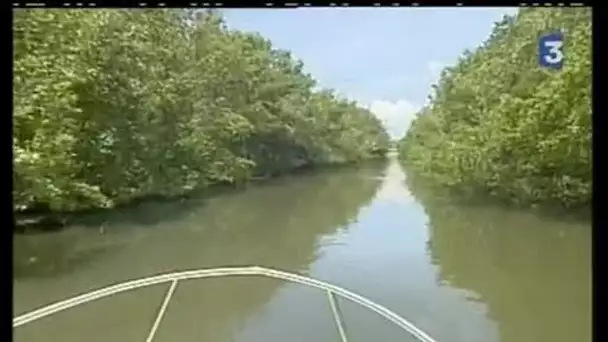 [Protection de l'environnement en Guadeloupe]