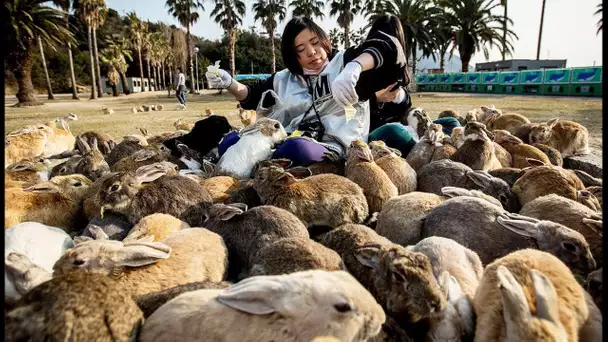 Japon : l&#039;île aux lapins - ZAPPING SAUVAGE