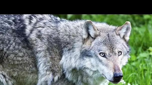 La Commission européenne va réexaminer le statut de protection des loups