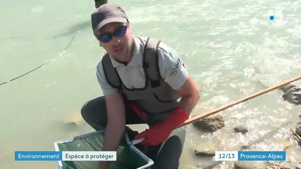 L'apron : un poisson observé de près dans les Alpes de haute Provence