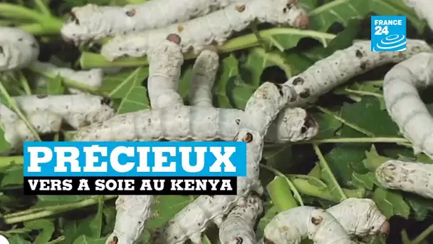 Kenya, précieux vers à soie