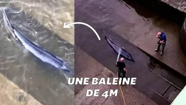 Un bébé baleine s’est retrouvé coincé dans la Tamise