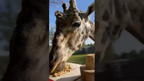 La girafe Obano, du parc animalier de Branféré, livre son pronostic pour le match France  -  Italie