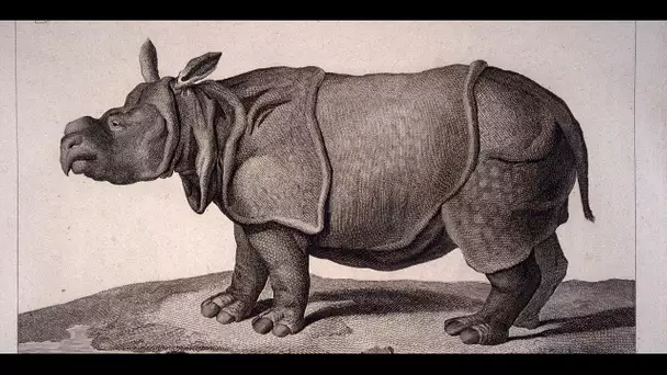 Le rhinocéros de Louis XV