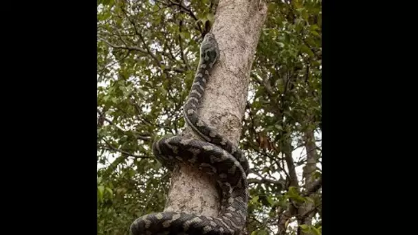 Les pompiers ont capturé un python d’1,50 m dans un jardin de Marseille