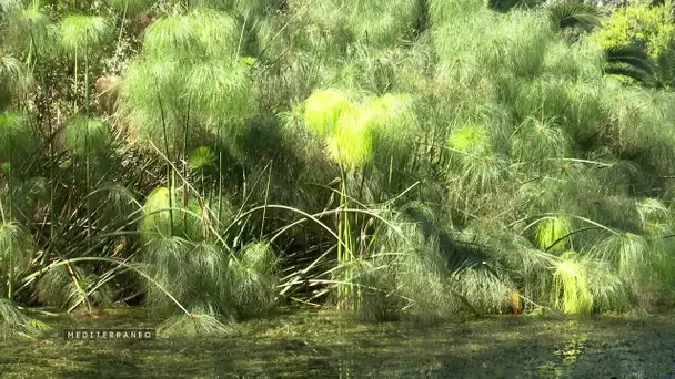 MEDITERRANEO – En Sicile, avec une plante que l’on imagine sur les bords du Nil : le Cyperus papyrus