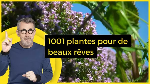 Cultiver les plantes qui nous font faire de beaux rêves - C Jamy