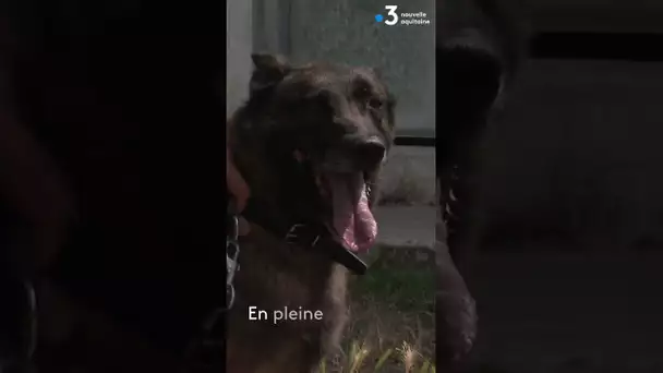 🐕 Thor, chien policier à La Rochelle, cherche un nouveau maître pour partir à la retraite