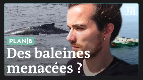 J'ai approché des baleines menacées par le pétrole en Guyane #PlanB