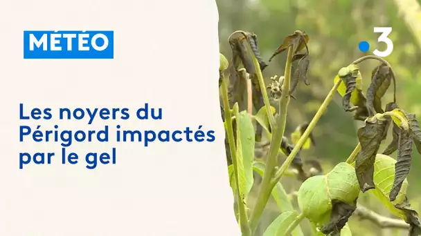 Gel : les noyers du Périgord impactés