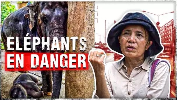 Thaïlande, le sanctuaire des éléphants