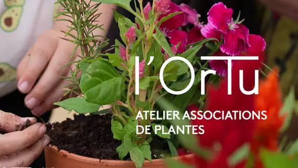 L’Ortu : Atelier associations de plantes