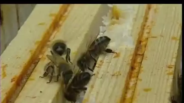 A l'origine de l'Homme : les abeilles