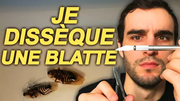 JE DISSÈQUE UNE BLATTE ! SciVlog #3