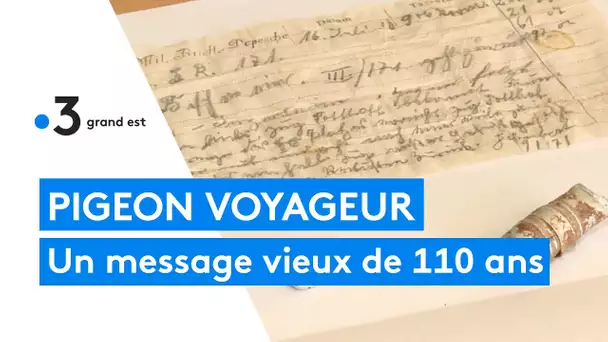 Perdu par un pigeon voyageur il y a 110 ans, un message militaire allemand retrouvé en Alsace