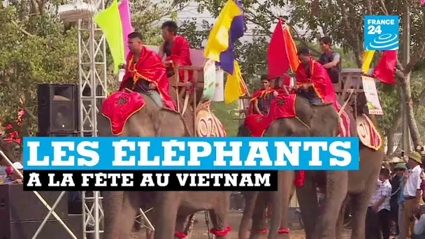 La course d&#039;éléphants divise le Vietnam
