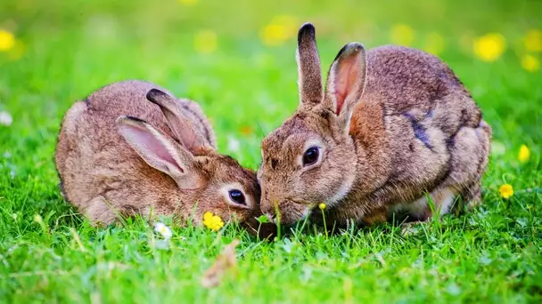 Les animaux de la ferme : le lapin