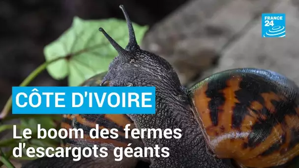 Côte d'Ivoire : les fermes d'escargots géants en plein boom • FRANCE 24