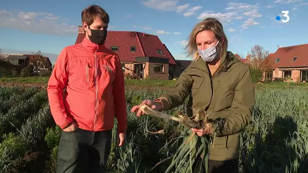 Les paniers de Léa, entreprise lilloise au secours des légumes moches.