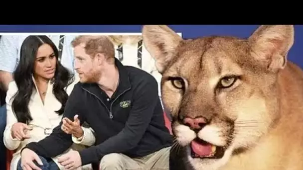 Royal Family LIVE : Protégez les poulets ! Meghan et Harry ont averti le redoutable LION de 9 pieds