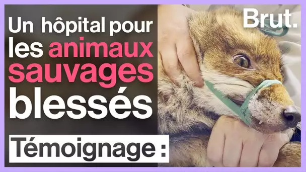 Dans cet hôpital, ces bénévoles soignent les animaux sauvages blessés