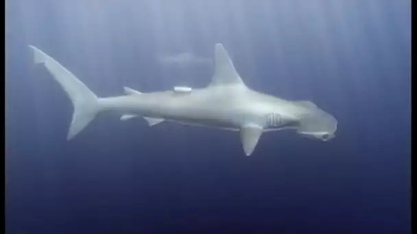 Requins Sous Haute Surveillance - Documentaire animalier