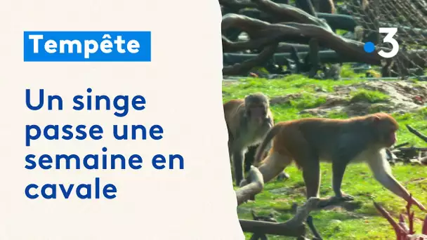 Planète sauvage : les dégâts de la tempête Ciaran et un singe en cavale